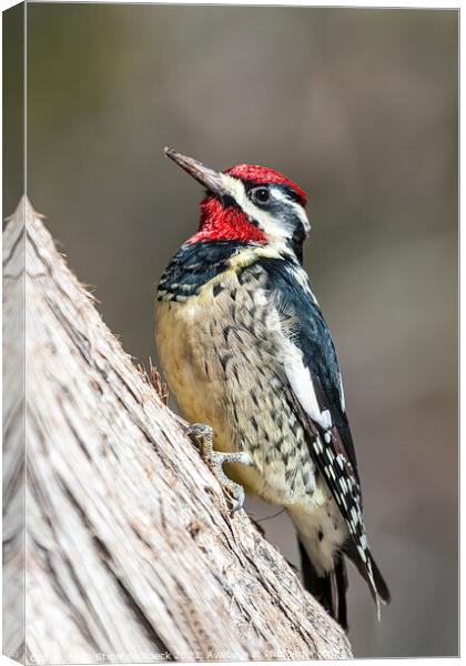 Woodpecker; Red Naped Sapsucker Canvas Print by Steve de Roeck