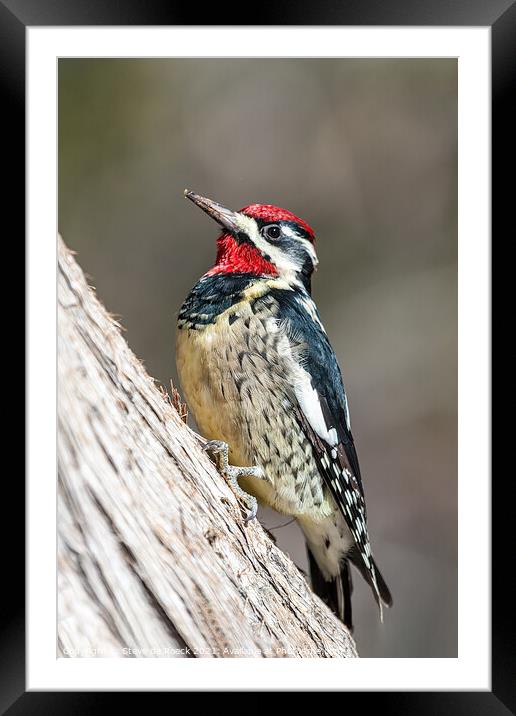 Woodpecker; Red Naped Sapsucker Framed Mounted Print by Steve de Roeck
