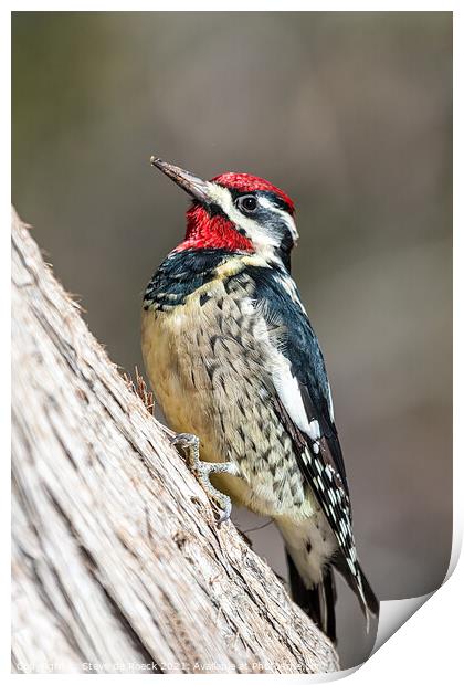 Woodpecker; Red Naped Sapsucker Print by Steve de Roeck