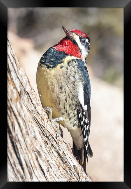 Woodpecker on a tree Framed Print by Steve de Roeck