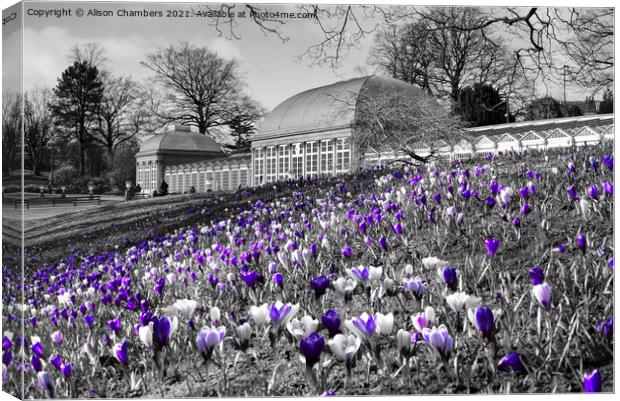 Early Spring At Sheffield Botanical Gardens  Canvas Print by Alison Chambers