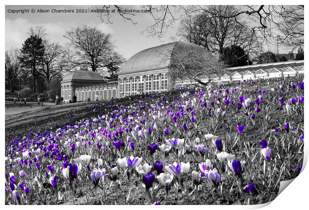 Early Spring At Sheffield Botanical Gardens  Print by Alison Chambers
