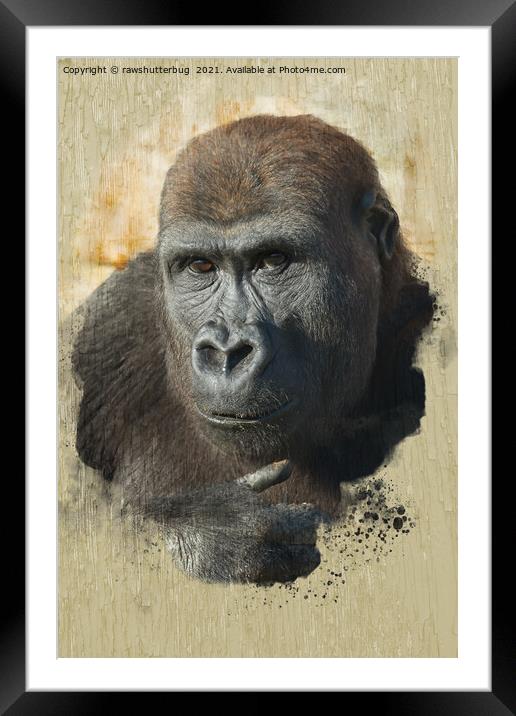 Gorilla Lope Close-Up Framed Mounted Print by rawshutterbug 