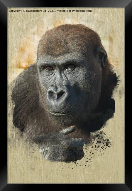 Gorilla Lope Close-Up Framed Print by rawshutterbug 