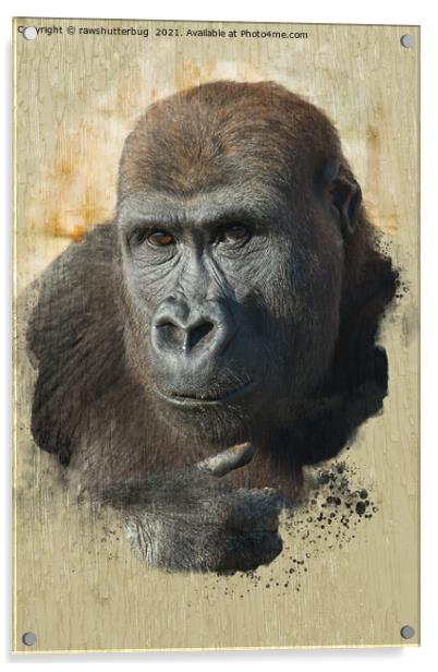 Gorilla Lope Close-Up Acrylic by rawshutterbug 