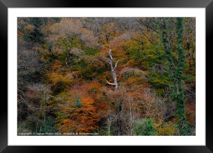 Buck's Mills Autumn Colour Framed Mounted Print by James Moore