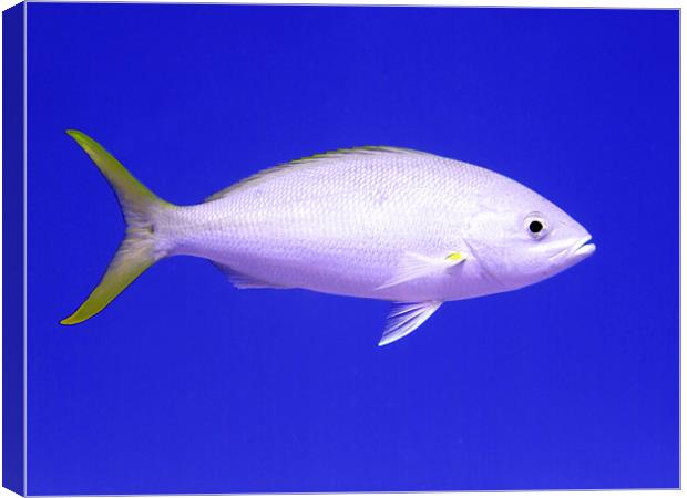 Yellowtail Snapper From Side Canvas Print by Serena Bowles