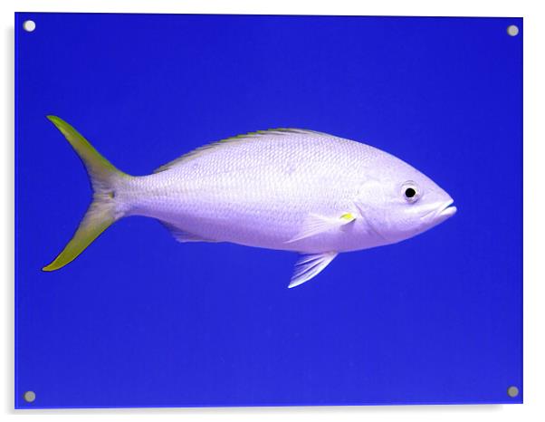 Yellowtail Snapper From Side Acrylic by Serena Bowles