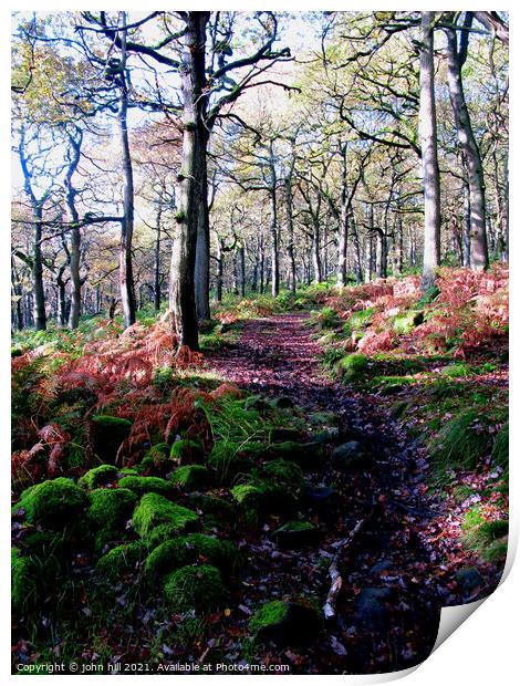 Woodland Footpath in Derbyshire. Print by john hill