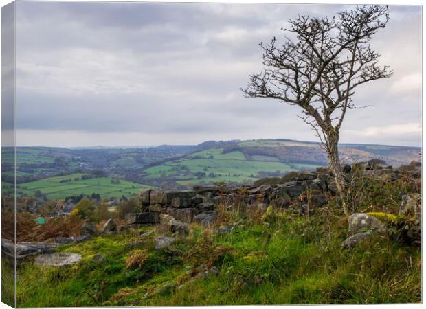 Lone tree in the Peak District Canvas Print by David Hall