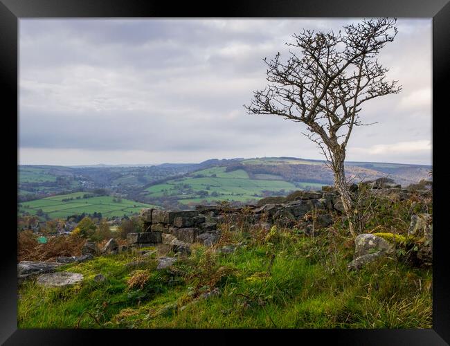 Lone tree in the Peak District Framed Print by David Hall