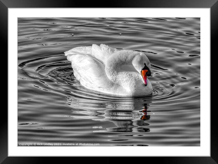 The Swan Framed Mounted Print by Rick Lindley