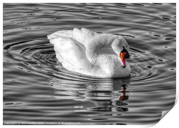 The Swan Print by Rick Lindley