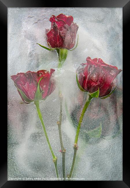 frozen roses water and ice,floral art,garden rose Framed Print by kathy white