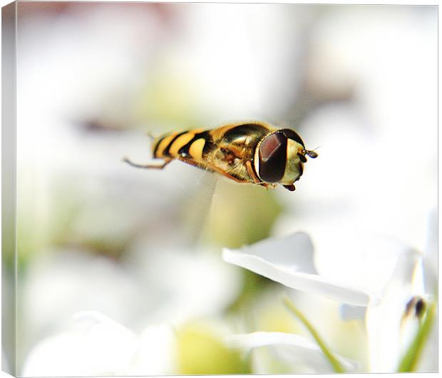 Hoverfly Canvas Print by Sean Wareing