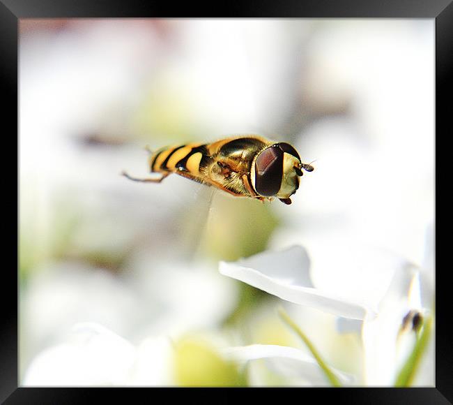 Hoverfly Framed Print by Sean Wareing