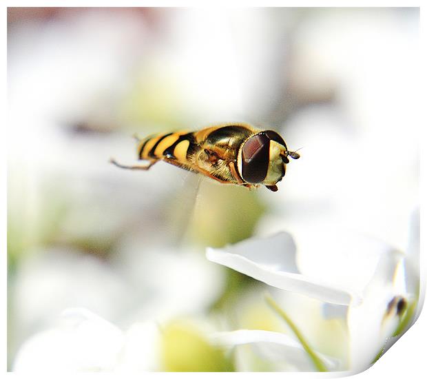 Hoverfly Print by Sean Wareing