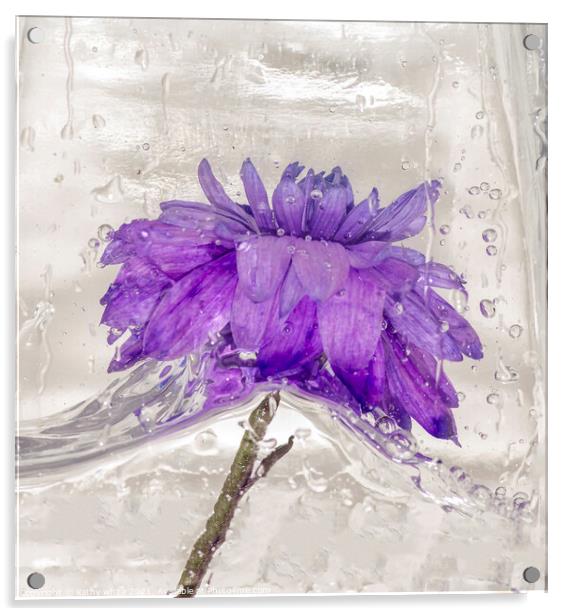 Flowers water and ice in frozen water purple Acrylic by kathy white