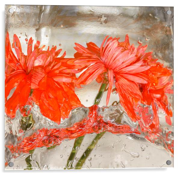 Flowers water and ice in frozen water red Acrylic by kathy white