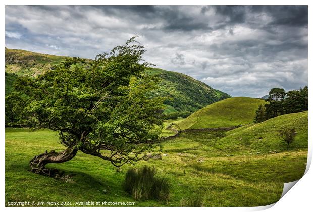 Windswept Tree, Lake District Print by Jim Monk