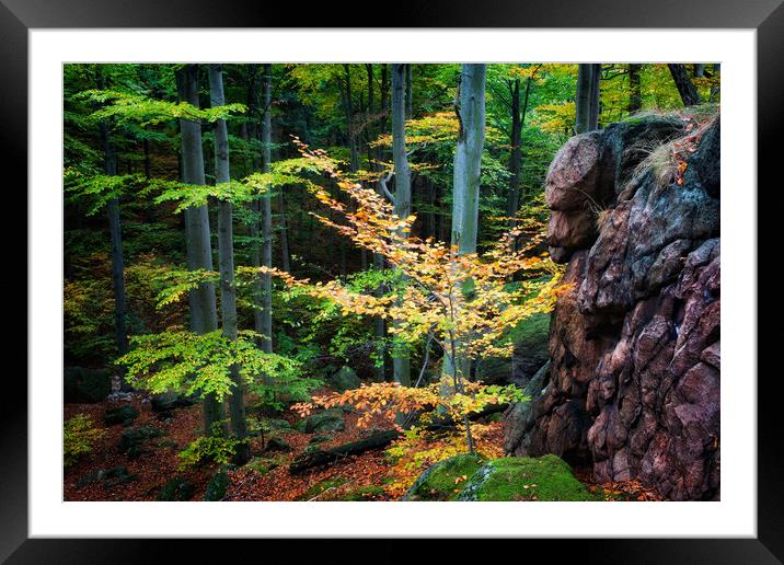 Tranquil Forest in Early Autumn Framed Mounted Print by Artur Bogacki
