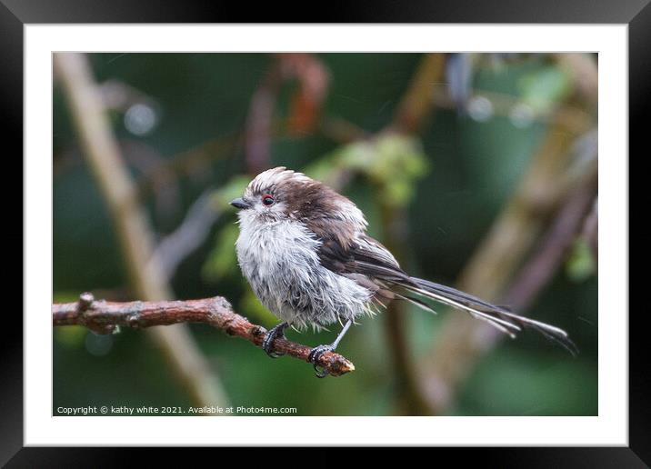  Long Tailed Tit, on a branch on a rainny day Framed Mounted Print by kathy white