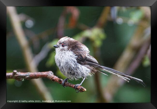  Long Tailed Tit, on a branch on a rainny day Framed Print by kathy white
