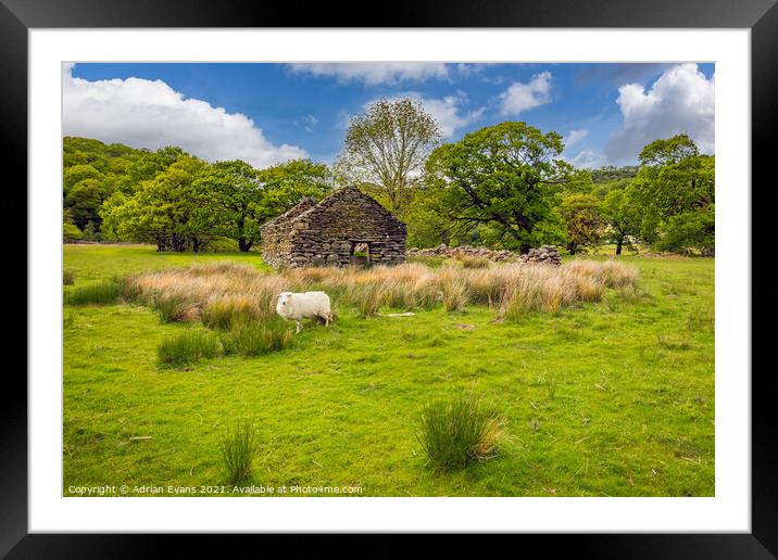 Welsh Cottage and Sheep Framed Mounted Print by Adrian Evans