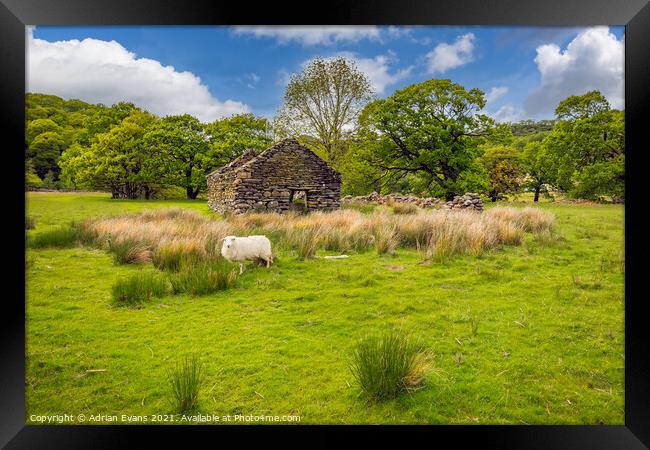 Welsh Cottage and Sheep Framed Print by Adrian Evans