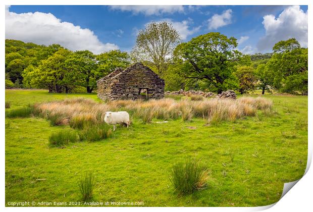 Welsh Cottage and Sheep Print by Adrian Evans