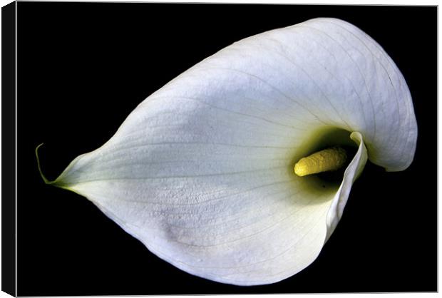 Single Lily in the Sun. Canvas Print by Darren Burroughs