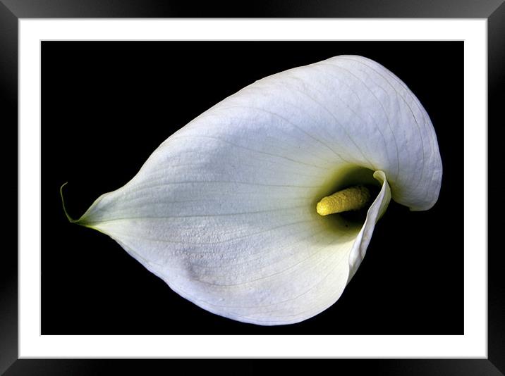 Single Lily in the Sun. Framed Mounted Print by Darren Burroughs