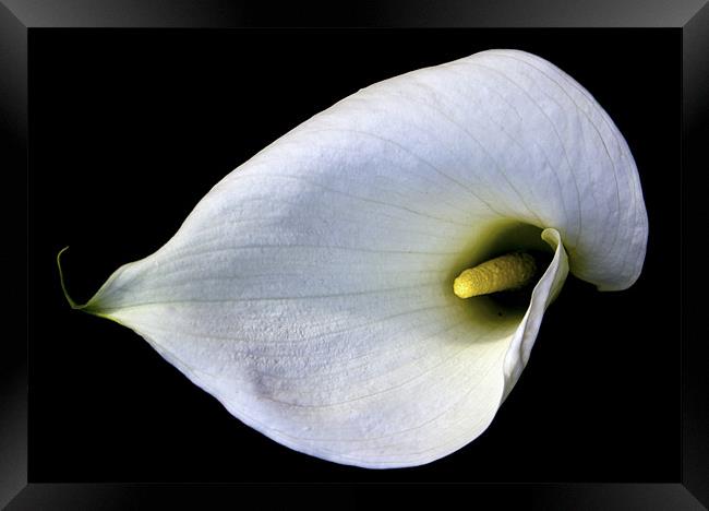 Single Lily in the Sun. Framed Print by Darren Burroughs