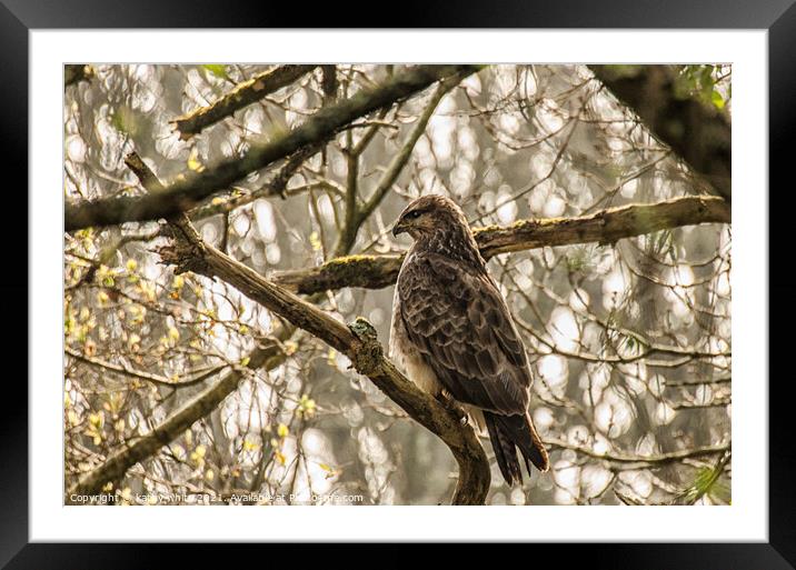 The common buzzard  Framed Mounted Print by kathy white