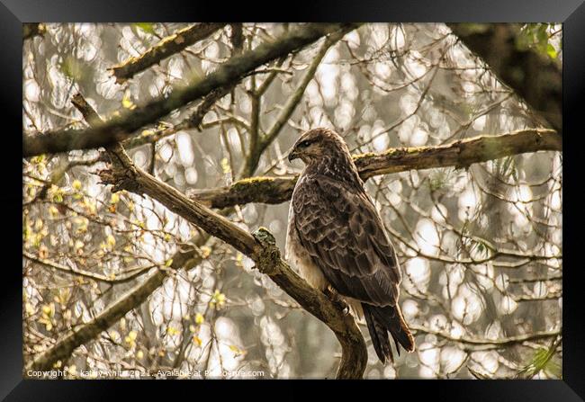 The common buzzard  Framed Print by kathy white