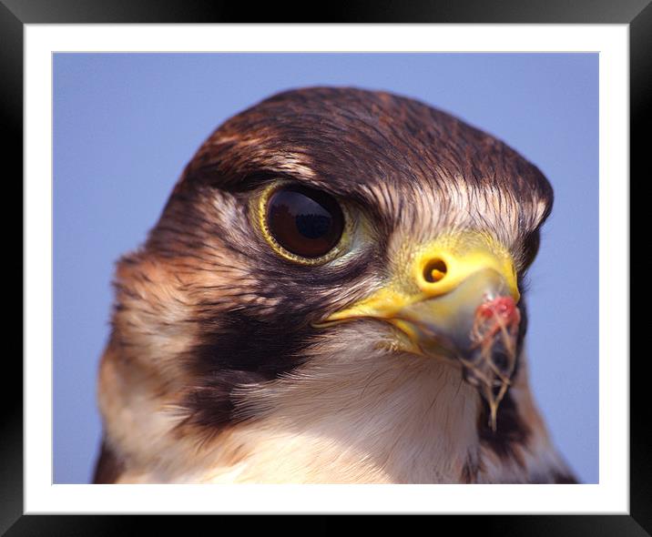 Lanner Falcon Framed Mounted Print by Serena Bowles