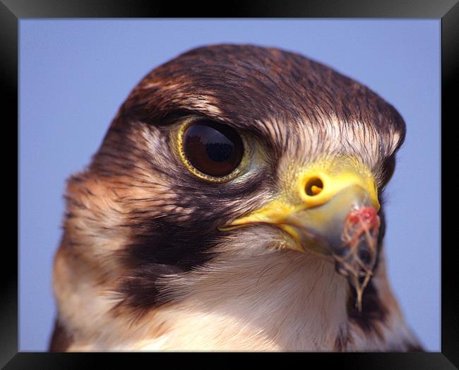 Lanner Falcon Framed Print by Serena Bowles