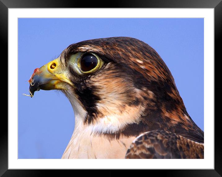 Lanner Falcon's Profile Framed Mounted Print by Serena Bowles