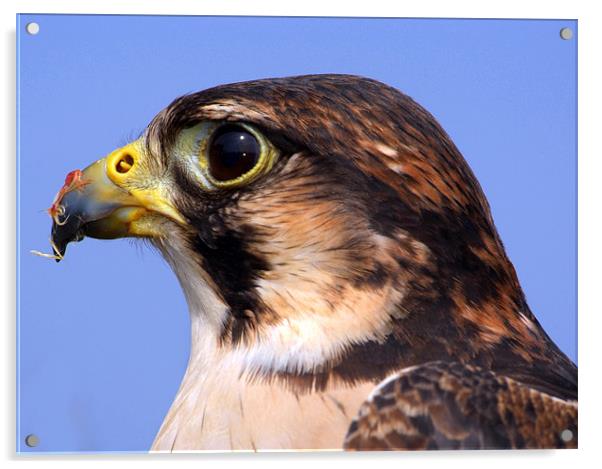 Lanner Falcon's Profile Acrylic by Serena Bowles