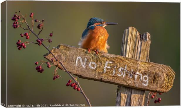 Kingfisher - No Fishing Canvas Print by Paul Smith