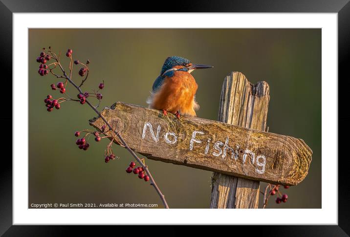 Kingfisher - No Fishing Framed Mounted Print by Paul Smith