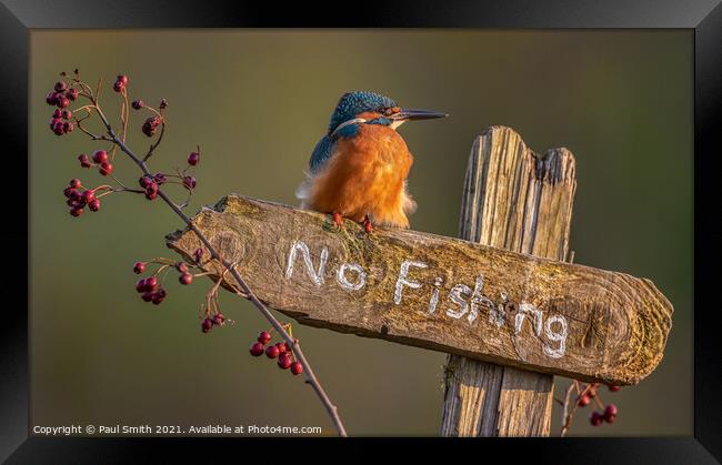 Kingfisher - No Fishing Framed Print by Paul Smith
