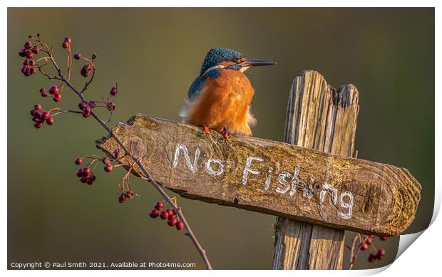 Kingfisher - No Fishing Print by Paul Smith
