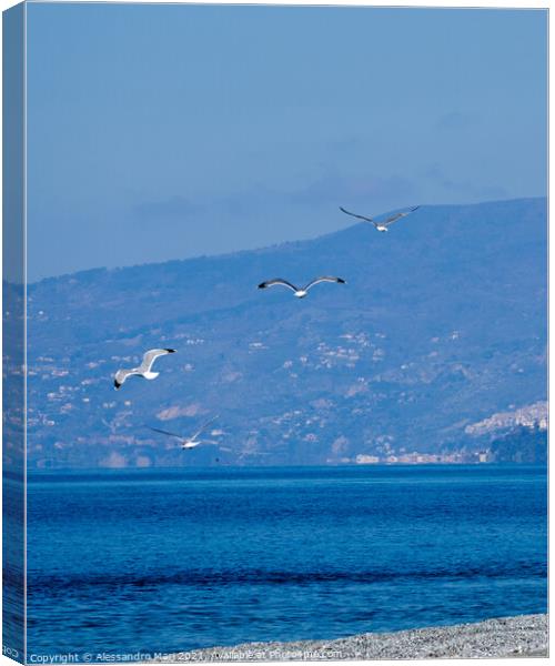 Seagulls enjoying a winter sunny day flying over the sand Canvas Print by Alessandro Mari