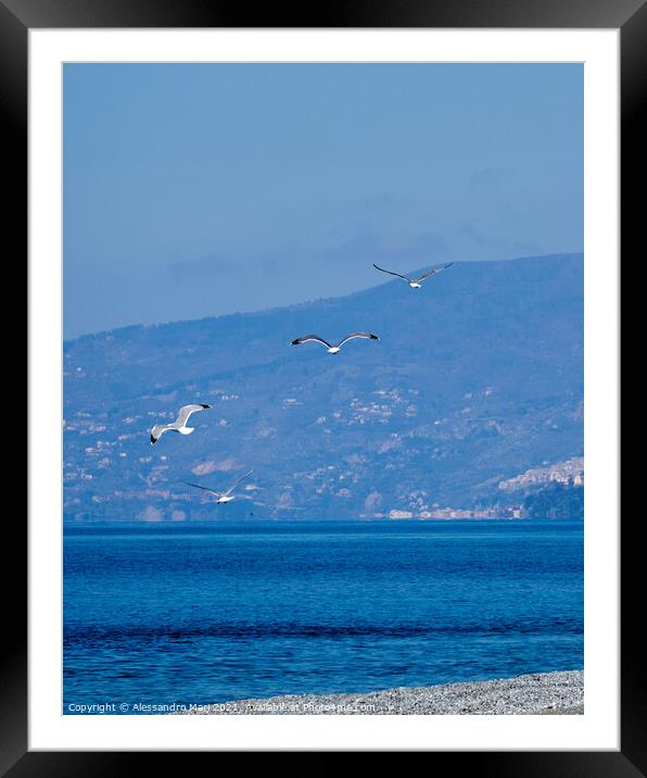 Seagulls enjoying a winter sunny day flying over the sand Framed Mounted Print by Alessandro Mari