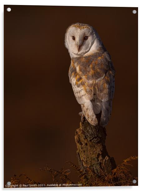 Barn Owl at Sunset Acrylic by Paul Smith