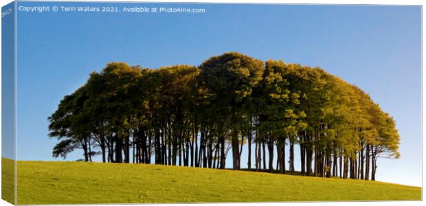 The Nearly Home Trees Canvas Print by Terri Waters