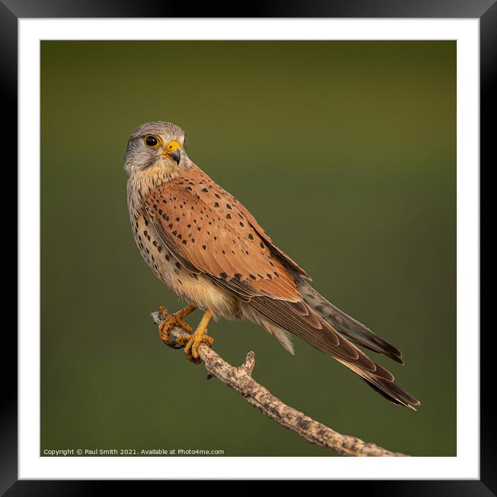 Kestrel at Sunrise Framed Mounted Print by Paul Smith