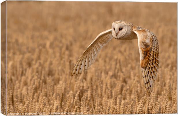 Barn Owl Quartering a Field Canvas Print by Paul Smith