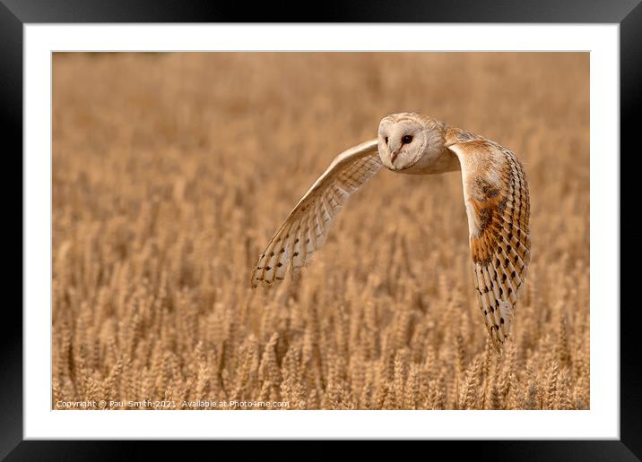 Barn Owl Quartering a Field Framed Mounted Print by Paul Smith